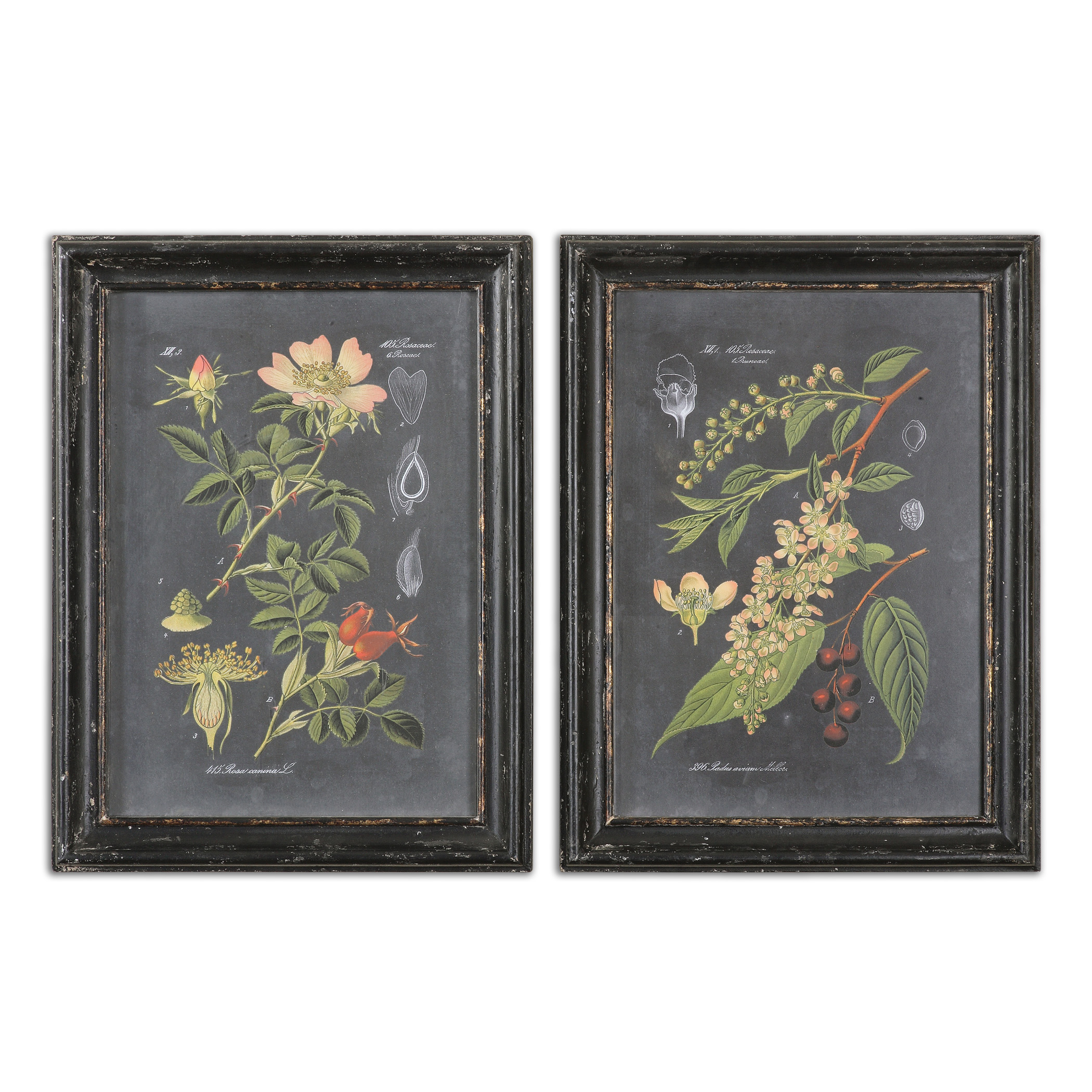 Picture of MIDNIGHT BOTANICALS WALL ART